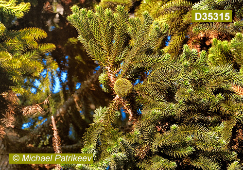 Candelabra Tree (Araucaria angustifolia)